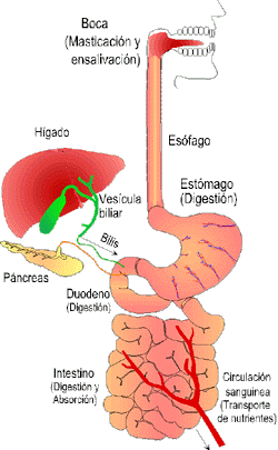 Nutricion